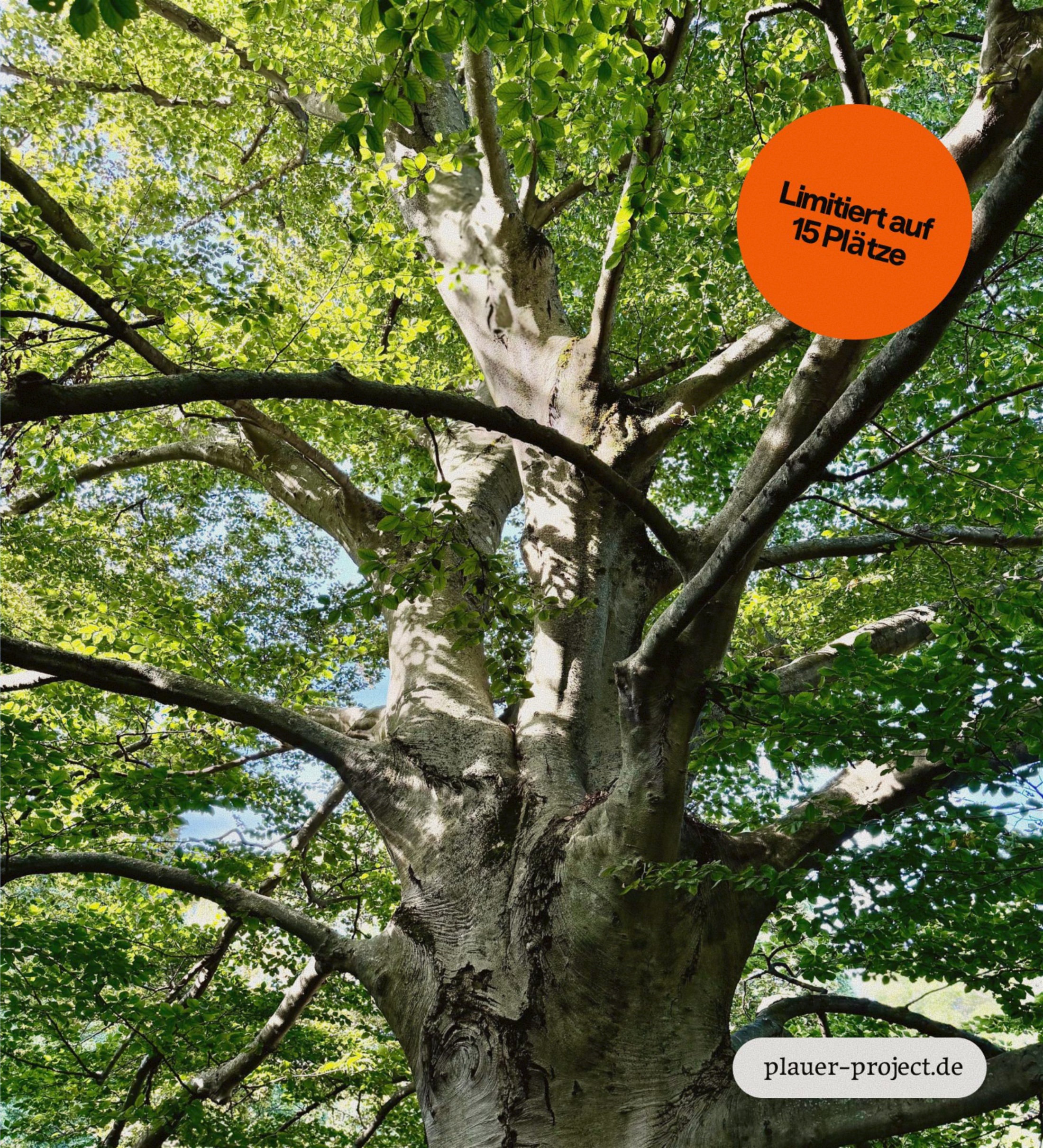 Blick von unten in die Krone einer alten Buche, mit Hinweis „Limitiert auf 15 Plätze“ und plauer-project.de
