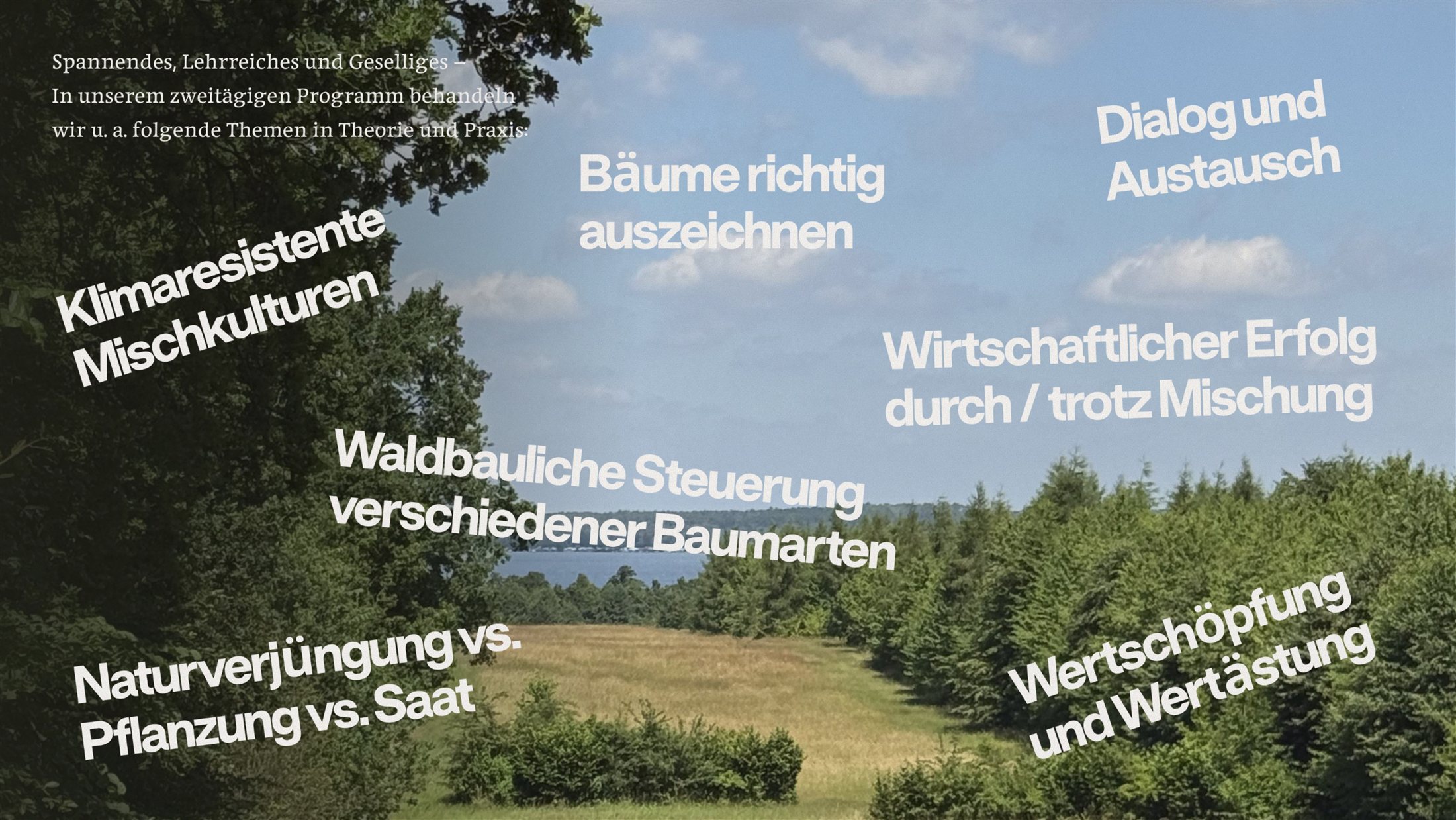Blick über eine Waldlichtung mit Nadelbäumen und See im Hintergrund